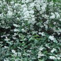 Philadelphus subcanus 'Koene' P3